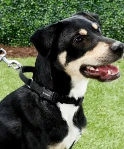 Frisco Solid Nylon Martingale Dog Collar with Buckle -The Frisco Store 139159 PT2. SY630 V1620069759