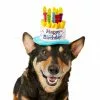 Frisco Birthday Cake Dog & Cat Hat -The Frisco Store 139518 MAIN. SY630 V1540401491