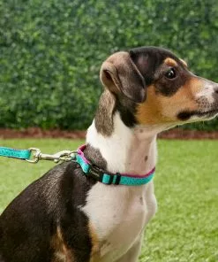 Frisco Patterned Nylon Dog Leash -The Frisco Store 140045 PT1. SY630 V1525790321