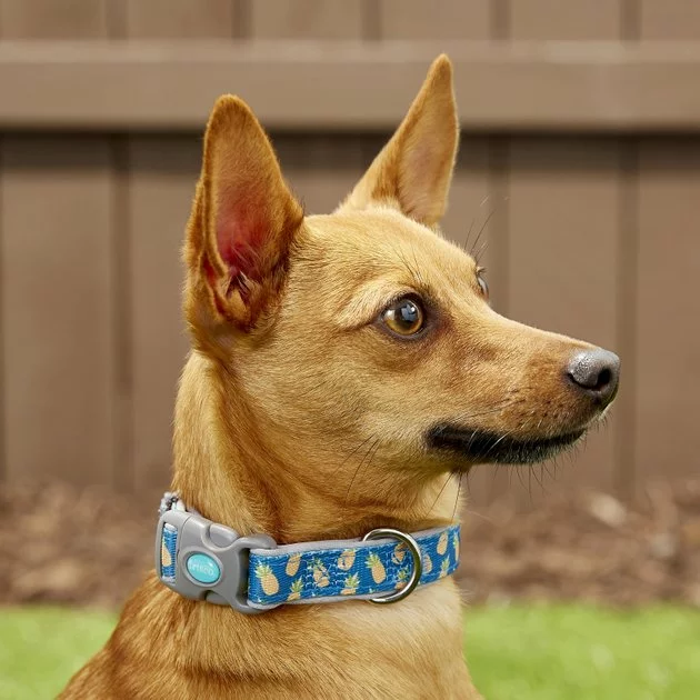 Frisco Patterned Neoprene Dog Collar 5 Frisco Patterned Neoprene Dog Collar - Image 3