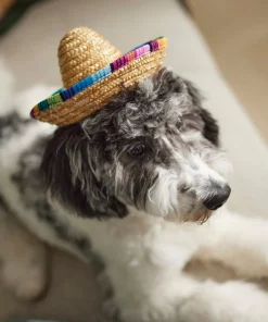 Frisco Dog & Cat Sombrero Hat -The Frisco Store 158881 PT8. SY630 V1624553158