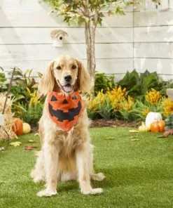 Frisco Jack O' Lantern Pumpkin Dog & Cat Bandana -The Frisco Store 158934 PT4. SY630 V1564430535