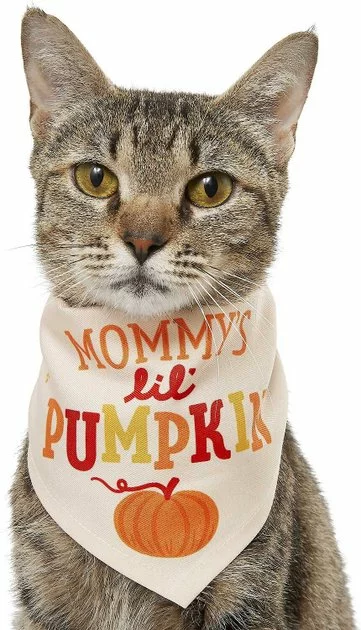 Frisco Mommy's Lil Pumpkin Dog & Cat Bandana 5 Frisco Mommy's Lil Pumpkin Dog & Cat Bandana - Image 3