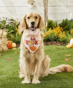 Frisco Mommy's Lil Pumpkin Dog & Cat Bandana 11 Frisco Mommy's Lil Pumpkin Dog & Cat Bandana -The Frisco Store 158936 PT4. SY630 V1633064807