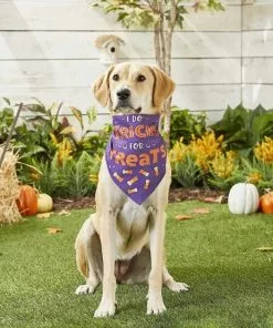 Frisco I Do Tricks For Treats Dog & Cat Bandana 11 Frisco I Do Tricks For Treats Dog & Cat Bandana -The Frisco Store 158938 PT4. SY630 V1633069923