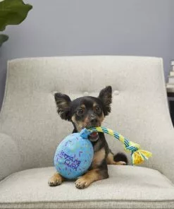 Frisco Birthday Balloon Dog Toy -The Frisco Store 177805 PT2. SY630 V1573492815