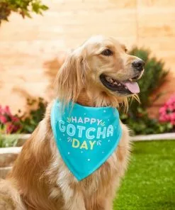 Frisco Happy Gotcha Day Dog & Cat Bandana -The Frisco Store 191247 PT3. SY630 V1586899165