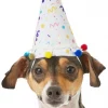 Frisco Confetti Dog & Cat Birthday Hat -The Frisco Store 191274 Main. SY630 V1582053295