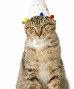 Frisco Confetti Dog & Cat Birthday Hat -The Frisco Store 191274 PT2. SY630 V1582053206