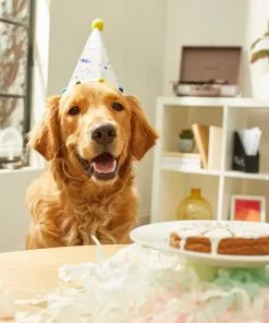 Frisco Confetti Dog & Cat Birthday Hat -The Frisco Store 191274 PT5. SY630 V1582053252