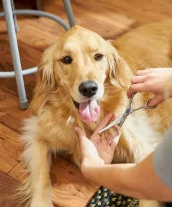 Frisco Curved-Tip Dog & Cat Shears -The Frisco Store 206897 PT8. SY630 V1600915989