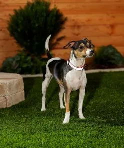 Frisco Solid Polyester Reflective Dog Collar 13 Frisco Solid Polyester Reflective Dog Collar -The Frisco Store 212775 PT5. SY630 V1628877724