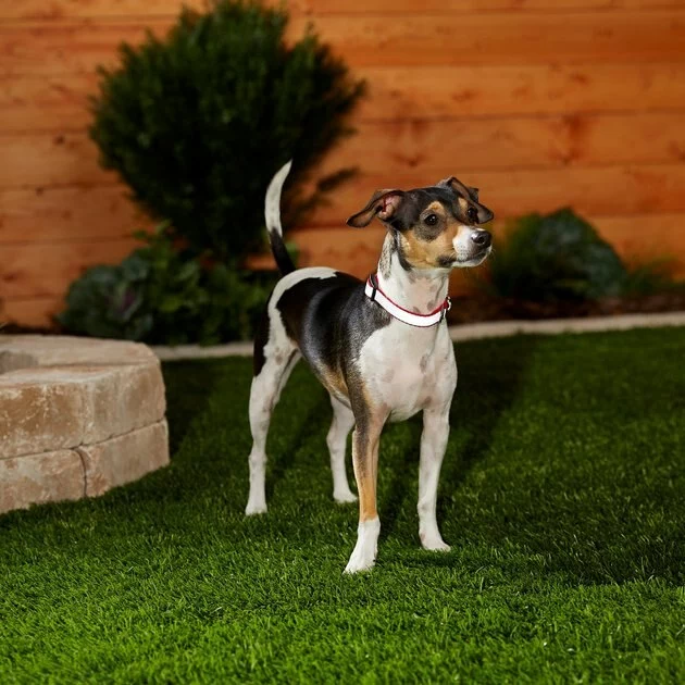 Frisco Solid Polyester Reflective Dog Collar 8 Frisco Solid Polyester Reflective Dog Collar - Image 6