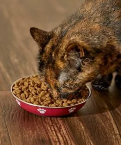 Frisco Heavy Duty Non-Skid Saucer Cat Bowl, Red Paw -The Frisco Store 213423 PT6. SY630 V1599082004