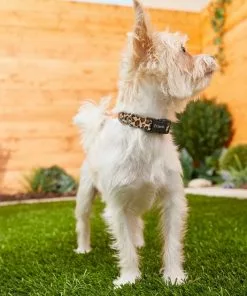 Frisco Leopard Print Polyester Dog Collar 9 Frisco Leopard Print Polyester Dog Collar -The Frisco Store 213742 PT3. SY630 V1583359980