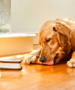 Frisco Ice Cream Sandwich & Ice Cream Cone Latex Dog Toy, 2-pack -The Frisco Store 213840 PT8. SY630 V1600488499