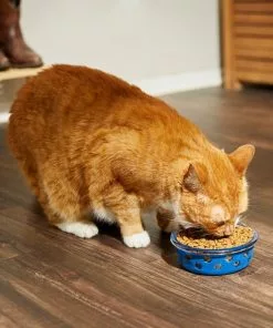 Frisco Cat Design Glass Bowl with Silicone Sleeve, 1.5 Cups -The Frisco Store 216057 PT7. SY630 V1605655021