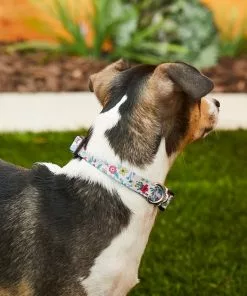 Frisco Spring Floral Polyester Dog Collar -The Frisco Store 218214 PT4. SY630 V1597600280