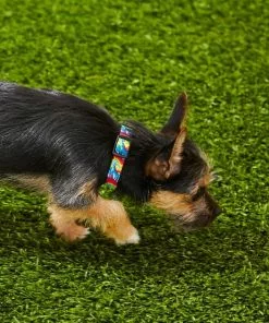 Frisco Tie Dye Swirl Polyester Dog Collar -The Frisco Store 218240 PT4. SY630 V1597600254