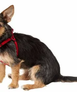 Frisco Nylon Step In Back Clip Dog Harness -The Frisco Store 220505 PT2. SY630 V1605571047