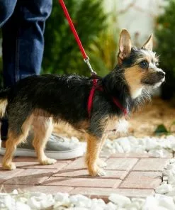 Frisco Nylon Step In Back Clip Dog Harness -The Frisco Store 220505 PT4. SY630 V1605583666