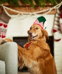 Frisco Holiday Elf Dog & Cat Hat -The Frisco Store 228841 PT7. SY630 V1601301412