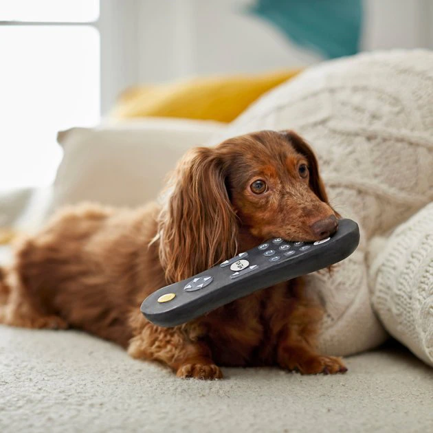 Frisco Zoomies & Chill Remote Latex Squeaky Dog Toy 5 Frisco Zoomies & Chill Remote Latex Squeaky Dog Toy - Image 3