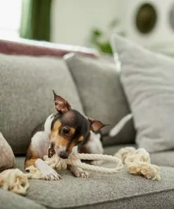 Frisco Double Knot Cotton Rope Dog Toy, 2 count -The Frisco Store 242155 PT2. SY630 V1605208728