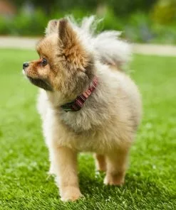 Frisco Red Boho Dog Collar -The Frisco Store 247035 PT3. SY630 V1606863749