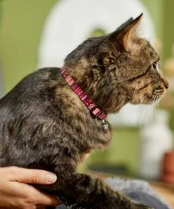 Frisco Red Boho Cat Collar 10 Frisco Red Boho Cat Collar -The Frisco Store 247054 PT4. SY630 V1606870053