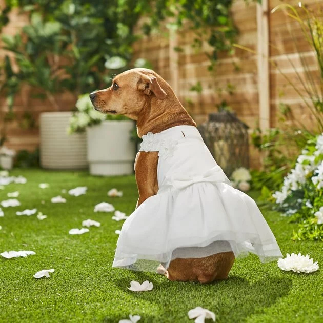 Frisco Formal Dog Wedding Dress 9 Frisco Formal Dog Wedding Dress - Image 7