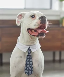 Frisco Boho Dog & Cat Neck Tie -The Frisco Store 249307 PT7. SY630 V1614274626