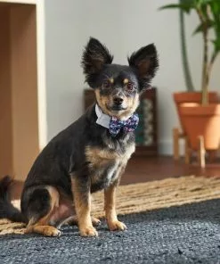 Frisco Floral Dog & Cat Bow Tie -The Frisco Store 249325 PT7. SY630 V1614275023