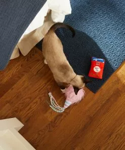 Frisco Baseball Snacks Cat Toy, 2 count 9 Frisco Baseball Snacks Cat Toy, 2 count -The Frisco Store 252738 PT5. SY630 V1615814603