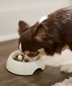 Frisco Melamine Slow Feed Dog & Cat Bowl with Gold Trim, Cream -The Frisco Store 253067 PT2. SY630 V1616597797