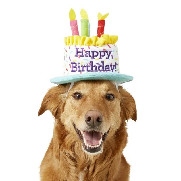 Frisco Birthday Cake Dog & Cat Hat & Frisco Dog & Cat Birthday Bandana 4 Frisco Birthday Cake Dog & Cat Hat & Frisco Dog & Cat Birthday Bandana - Image 2