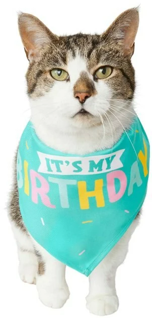 Frisco Birthday Cake Dog & Cat Hat & Frisco Dog & Cat Birthday Bandana 7 Frisco Birthday Cake Dog & Cat Hat & Frisco Dog & Cat Birthday Bandana - Image 5