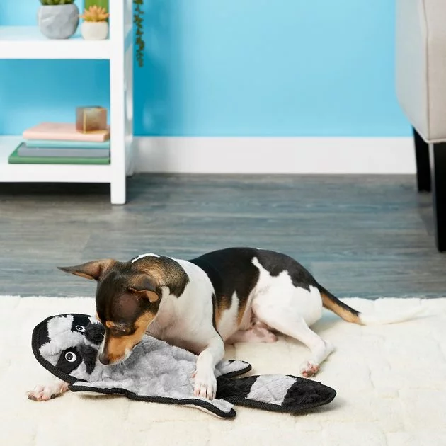 Frisco Flat Plush Squeaking Alligator Dog Toy, Medium & Frisco Flat Plush Squeaking Raccoon Dog Toy, Medium 7 Frisco Flat Plush Squeaking Alligator Dog Toy, Medium & Frisco Flat Plush Squeaking Raccoon Dog Toy, Medium - Image 5