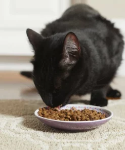 Frisco Kaleidoscope Pattern Non-skid Ceramic Cat Dish, Purple, 0.62 Cup -The Frisco Store 256088 PT2. SY630 V1616167026