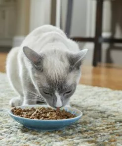 Frisco Kaleidoscope Pattern Non-skid Ceramic Cat Dish, Blue, 0.62 Cup -The Frisco Store 256092 PT2. SY630 V1616167031