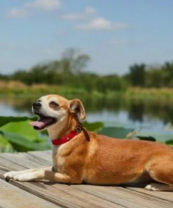 Frisco Outdoor Solid Textured Waterproof Stink Proof PVC Dog Collar 9 Frisco Outdoor Solid Textured Waterproof Stink Proof PVC Dog Collar -The Frisco Store 256497 PT5. SY630 V1625585728