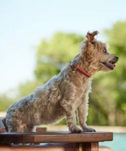 Frisco Outdoor Two Toned Waterproof Stink Proof PVC Dog Collar -The Frisco Store 256586 PT5. SY630 V1625588493