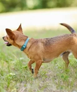 Frisco Outdoor Nylon Reflective Comfort Padded Dog Collar 12 Frisco Outdoor Nylon Reflective Comfort Padded Dog Collar -The Frisco Store 256658 PT5. SY630 V1625586779