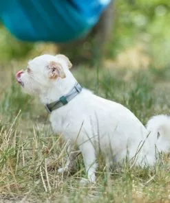 Frisco Outdoor Woven Jacquard Nylon Dog Collar -The Frisco Store 256733 PT5. SY630 V1625587684