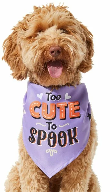 Frisco Too Cute to Spook Dog & Cat Bandana 3 Frisco Too Cute to Spook Dog & Cat Bandana
