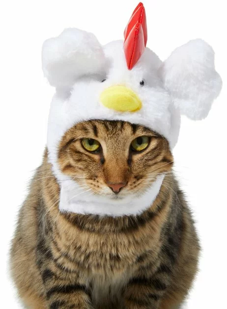 Frisco Chicken Cat Costume, One Size 3 Frisco Chicken Cat Costume, One Size
