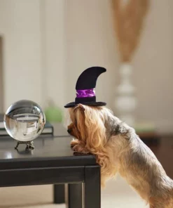 Frisco Midnight Witch Dog & Cat Hat -The Frisco Store 261106 PT8. SY630 V1624339477