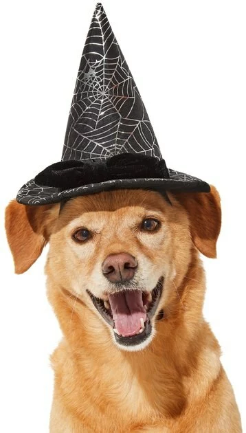 Frisco Cobweb Witch Dog & Cat Hat 5 Frisco Cobweb Witch Dog & Cat Hat - Image 3