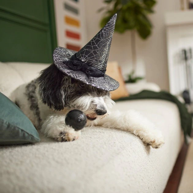Frisco Cobweb Witch Dog & Cat Hat 7 Frisco Cobweb Witch Dog & Cat Hat - Image 5