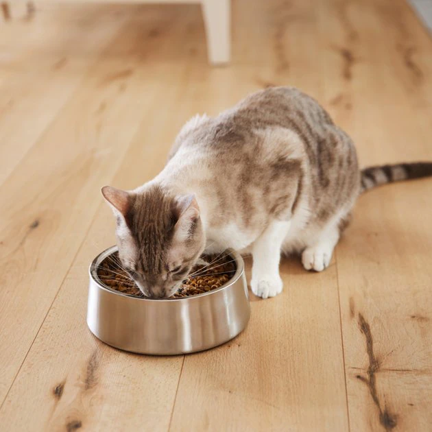 Frisco Insulated Non-Skid Stainless Steel Dog & Cat Bowl, Stainless Steel 10 Frisco Insulated Non-Skid Stainless Steel Dog & Cat Bowl, Stainless Steel - Image 8